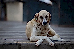 Poz veren köpekcik