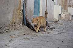 avanos-kedi