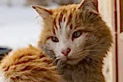 sari-kedi